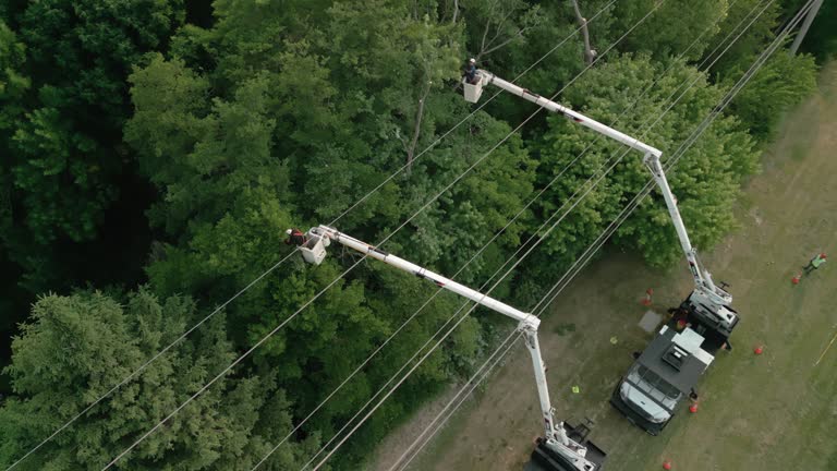 How Our Tree Care Process Works  in  Batavia, NY