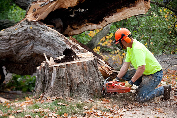 Trusted Batavia, NY Tree Services Experts